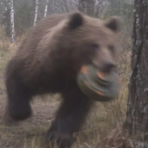 $BEAR